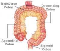 Picture of the Human Large Intestine
